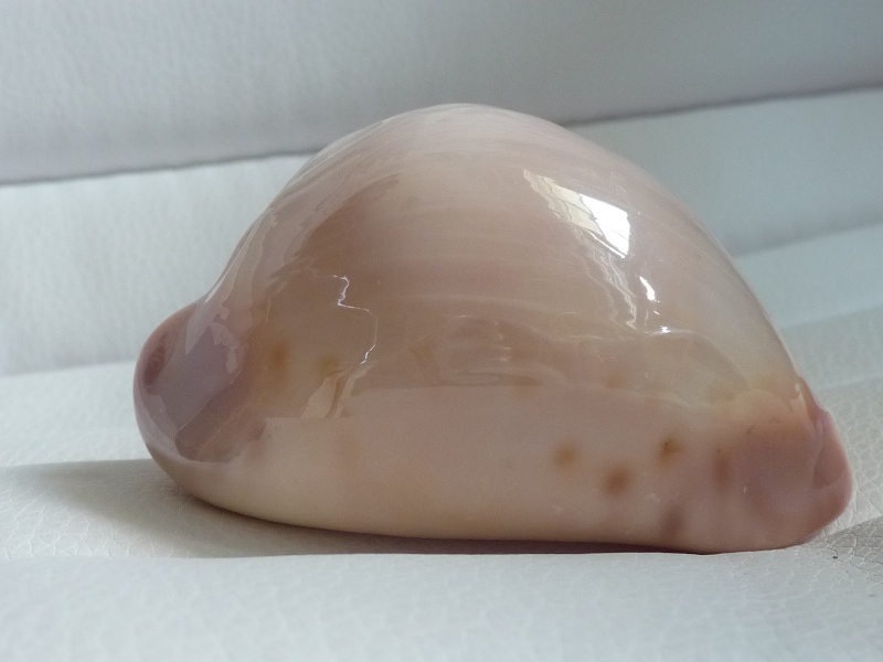 Zoila venusta roseoimmaculata - Raybaudi, 1985 Memo0017