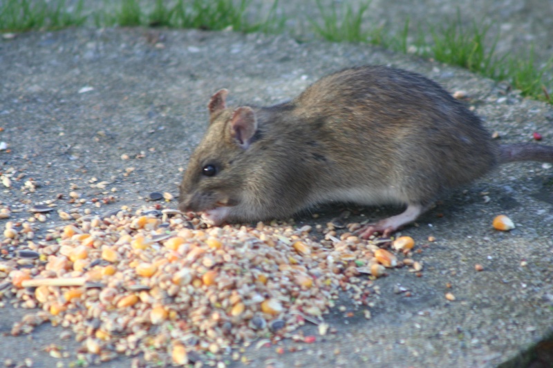 [Rattus norvegicus] surmulot ou rat noir Img_0710