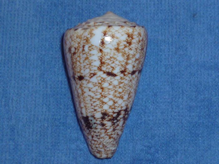 Conus (Conus) araneosus nicobaricus  Hwass in Bruguière, 1792 Araneo11