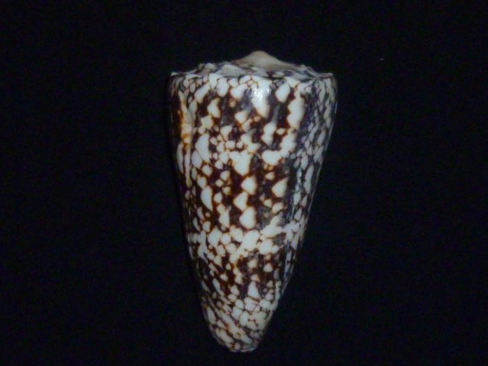 Conus (Conus) araneosus nicobaricus  Hwass in Bruguière, 1792 Araneo12