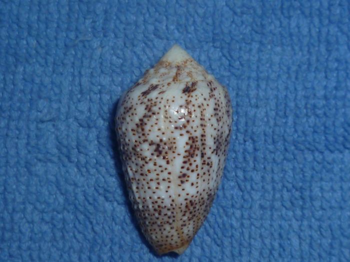 Conus (Puncticulis) arenatus  Hwass in Bruguière, 1792 Arenat12