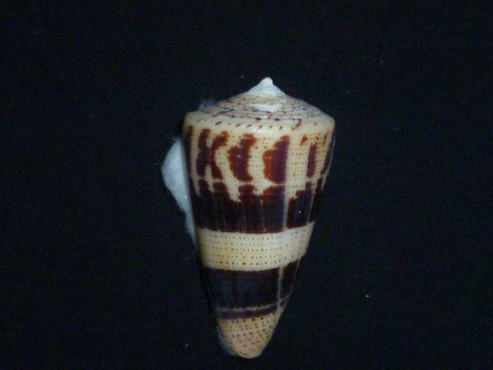 Conus (Strategoconus) augur [Lightfoot], 1786 Augur_10