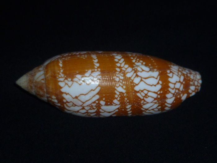 Conus (Darioconus) auratinus da Motta, 1982 Aurati10