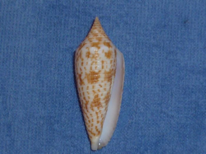 Conus (Phasmoconus) australis  Holten, 1802 Austra10