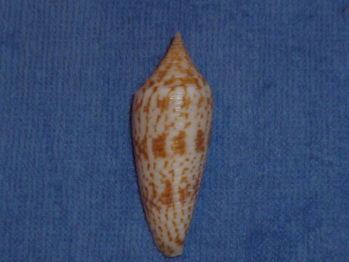 Conus (Phasmoconus) australis  Holten, 1802 Austra11