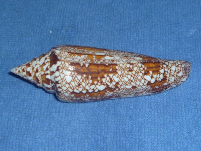 Conus (Cylinder) bengalensis   Okutani, 1968 Bengal10