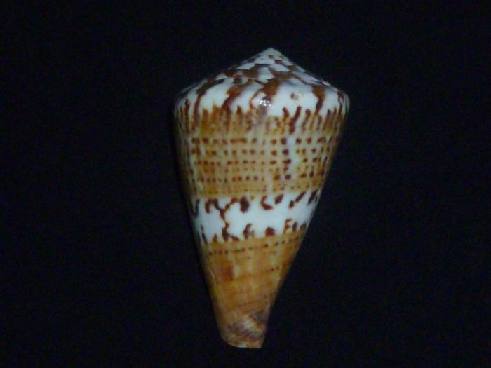 Conus (Rhizoconus) capitaneus   Linnaeus, 1758 Capita11