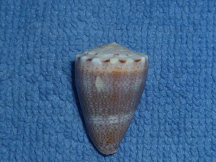 Conus (Virroconus) encaustus Kiener, 1845 Encaus10