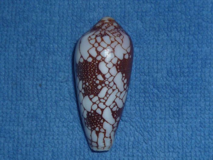 Conus (Darioconus) episcopatus da Motta, 1982 Episco10
