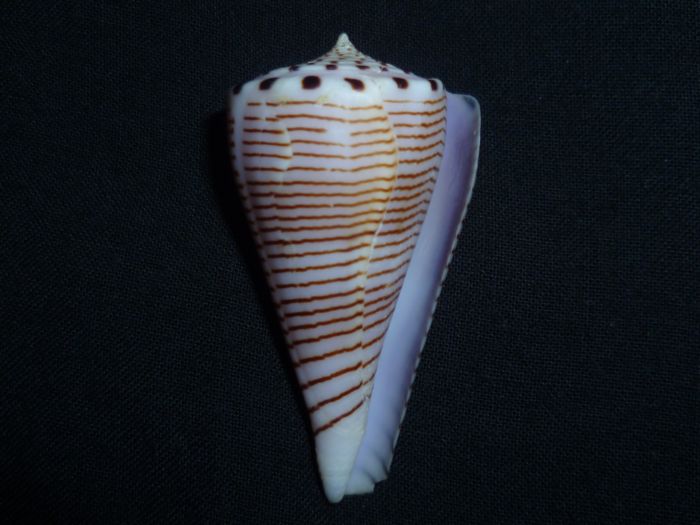 Conus (Klemaeconus) hirasei   Kuroda, 1956 Hirase10