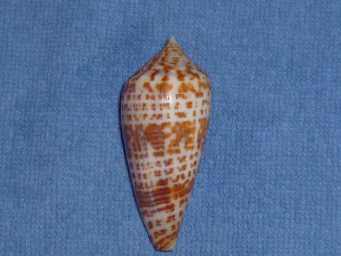 Conus (Phasmoconus) lynceus  GB. Sowerby II, 1858 Lynceu11