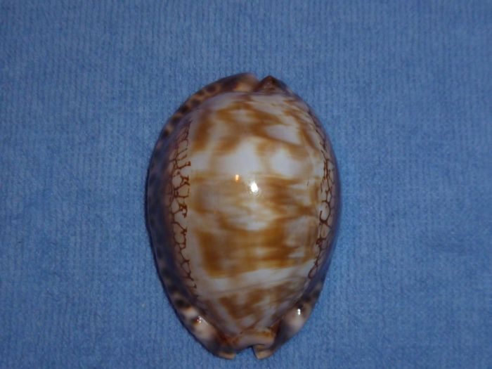 Zoila friendii vercoi - F. Schilder, 1930 Maculi10