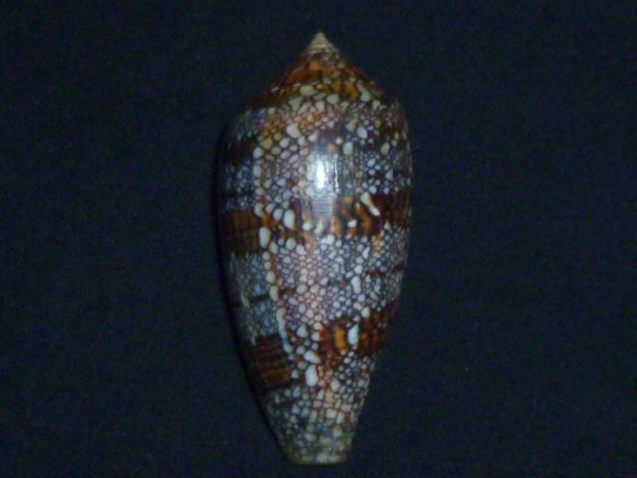 Conus (Cylinder) archiepiscopus Hwass in Bruguière, 1792 Madaga10
