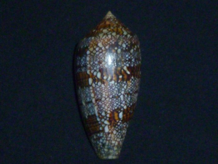 Conus (Cylinder) archiepiscopus  Hwass in Bruguière, 1792 Madaga10