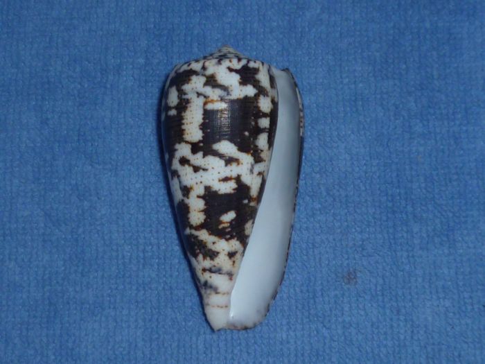 Conus (Pionoconus) magus assimilis Adams, 1855 voir Conus (Pionoconus) magus Magus_10