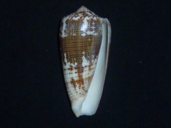 Conus (Pionoconus) magus consul  Boivin, 1864 Conus (Pionoconus) magus Magus_12