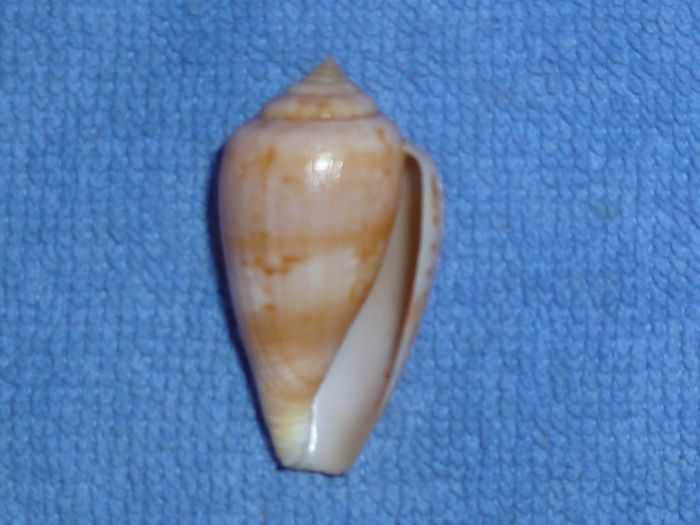 Conus anemone Lamarck, 1810 - Dam's manque taille et localité !!!!!!!! P1000510
