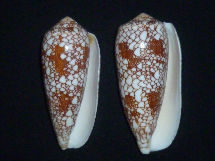 Conus (Darioconus) omaria      Hwass in Bruguière, 1792 P1010214