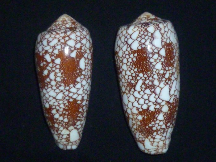 Conus (Darioconus) omaria      Hwass in Bruguière, 1792 P1010215