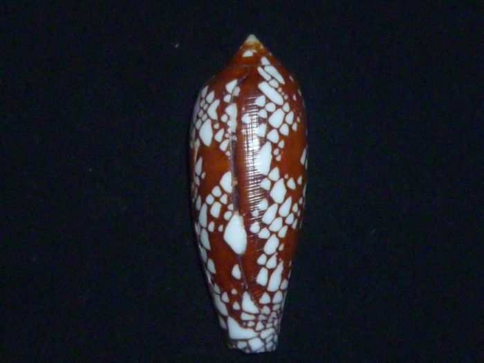 Conus (Darioconus) aulicus   Linnaeus, 1758 P1010219