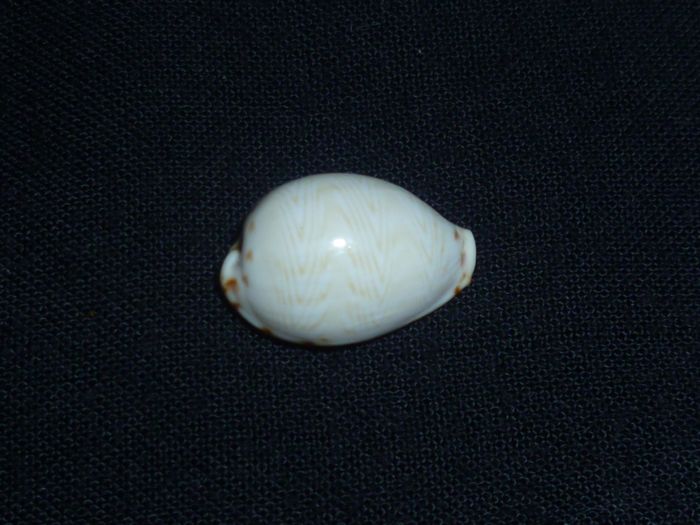 Palmadusta ziczac vittata (Deshayes, 1831) voir Palmadusta ziczac - Albinos P1010325
