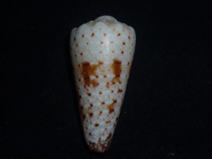 Conus (Stephanoconus) imperialis   Linnaeus, 1758 P1010410