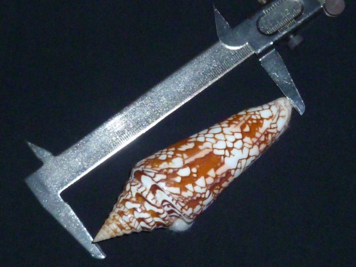 Conus (Leptoconus) milneedwardsi clytospira  Melvill & Standen, 1899 P1010419