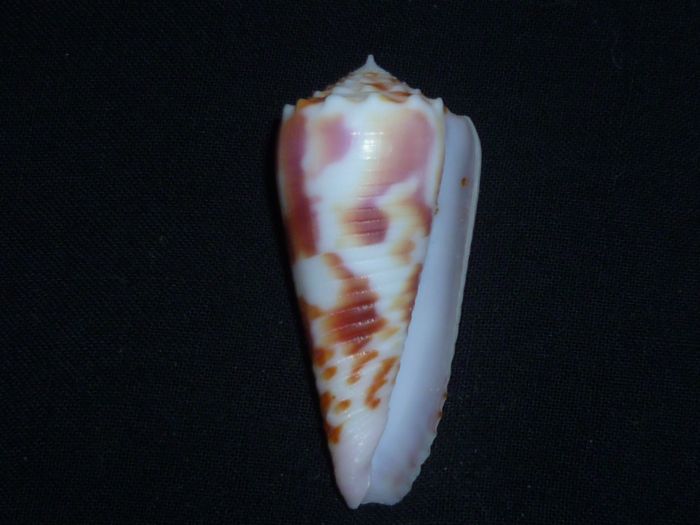 Conus (Phasmoconus) merleti  (Mayissian, 1974) voir Conus (Phasmoconus) moluccensis P1010717