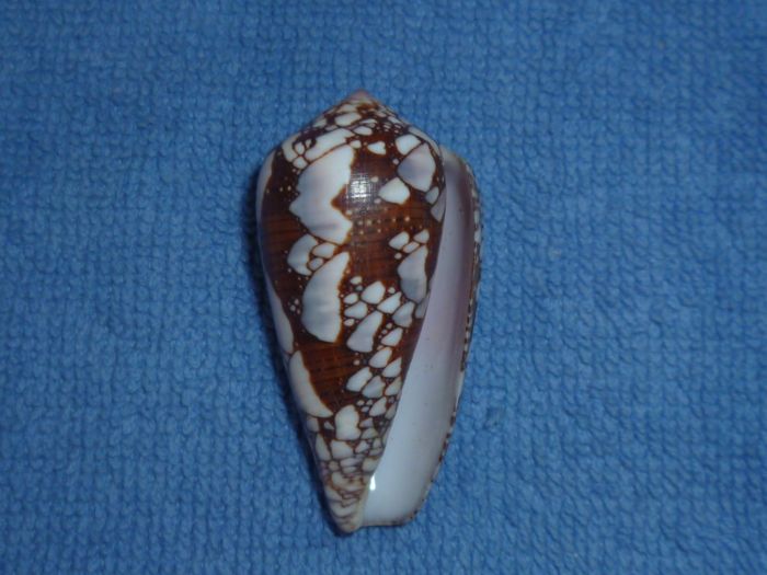 Conus (Darioconus) pennaceus   Born, 1778 Pennac10