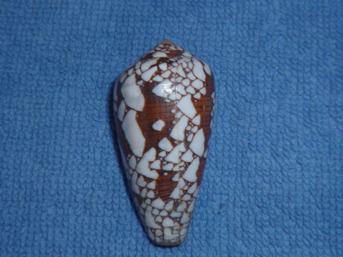 Conus (Darioconus) pennaceus   Born, 1778 Pennac11