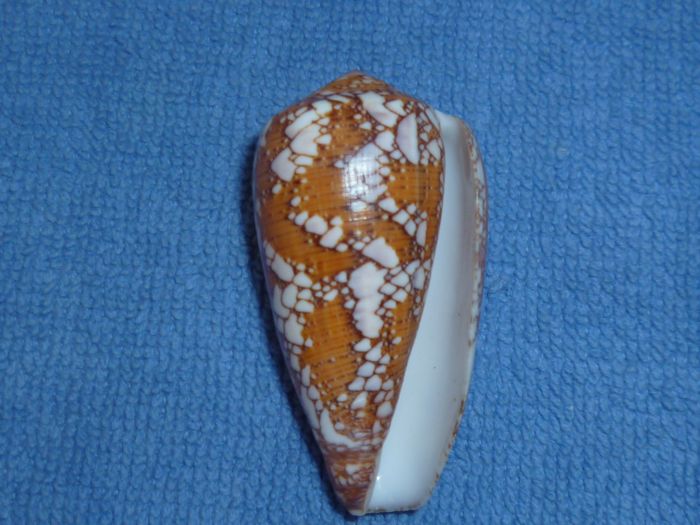 Conus (Darioconus) pennaceus Born, 1778 Pennac12