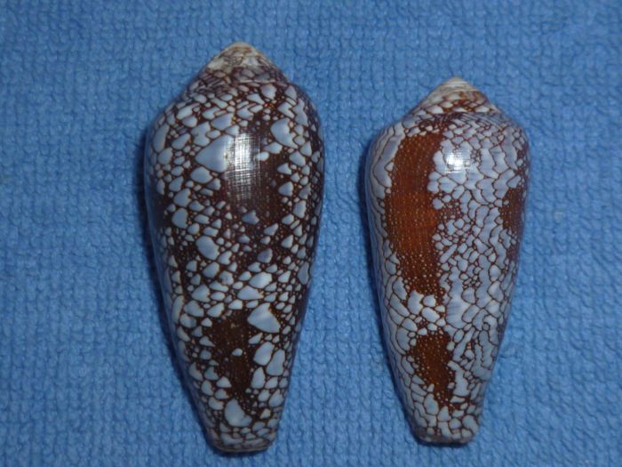 Conus (Darioconus) pennaceus Born, 1778 Praela11