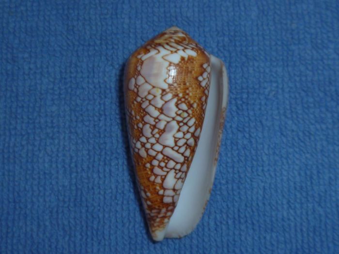 Conus (Darioconus) pennaceus Born, 1778 Praela12