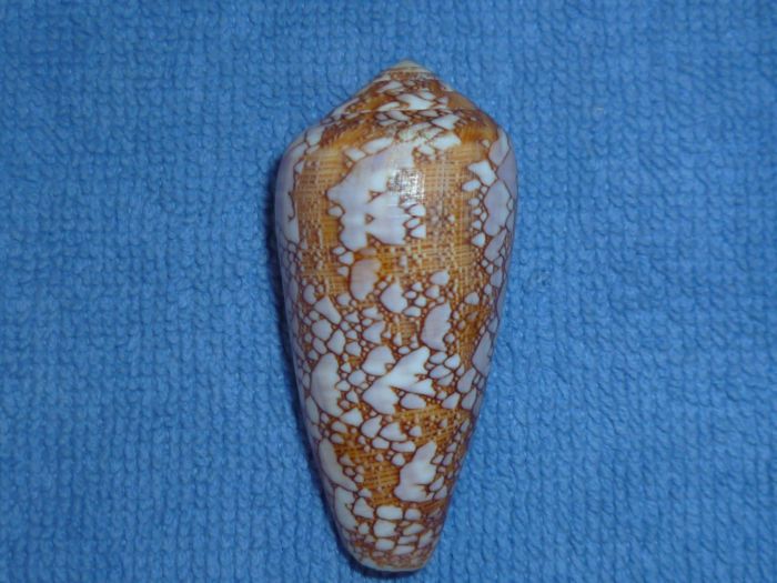 Conus (Darioconus) pennaceus   Born, 1778 Praela13