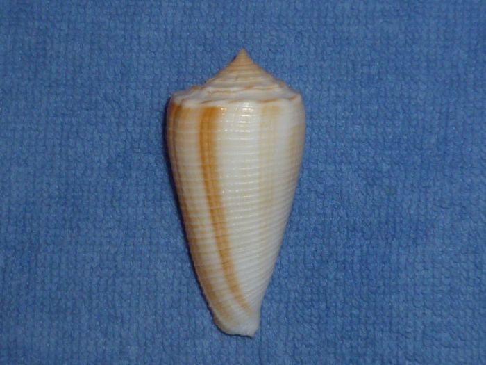 Conus (Asprella) sulcatus (Hwass in Bruguière, 1792) Sulcat11