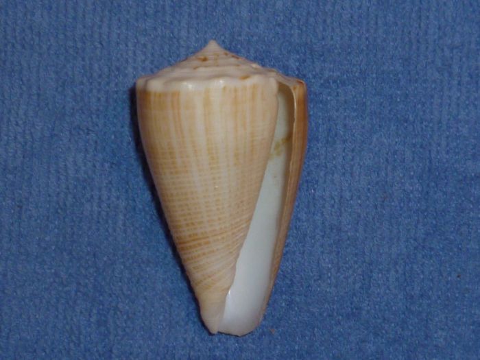 Conus (Asprella) bocki (G. B. Sowerby III, 1881) Sulcat12