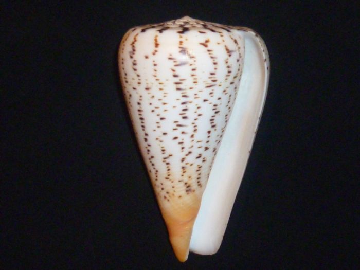 Conus (Dendroconus) suratensis  Hwass in Bruguière, 1792 Surate10
