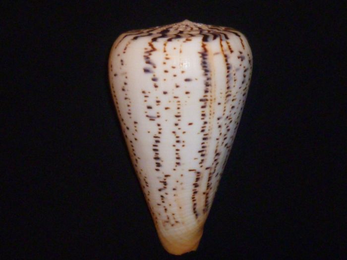 Conus (Dendroconus) suratensis  Hwass in Bruguière, 1792 Surate11