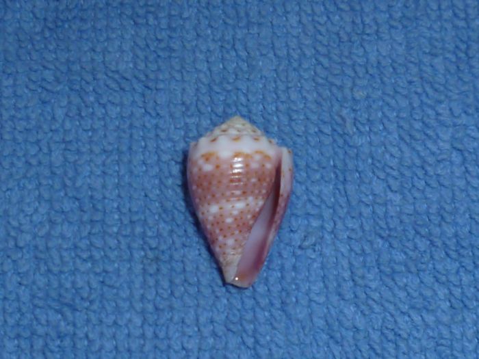 Conus (Virroconus) tiaratus G. B. Sowerby I, 1833 Tiarat10