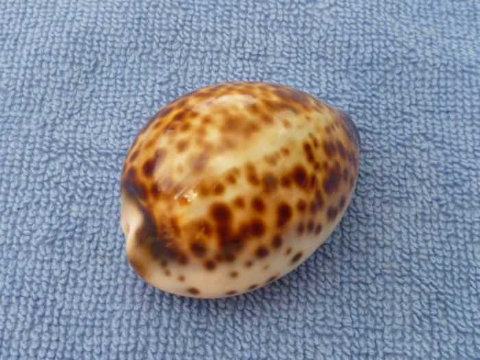 Cypraea tigris tigris Linnaeus, 1758 - Page 4 Tigris11