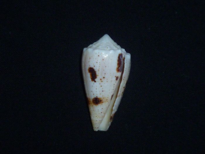 Conus (Strategoconus) varius   Linnaeus, 1758 Varius10