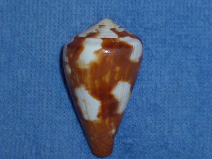 Conus (Rhizoconus) vexillum  Gmelin, 1791 Vexill11