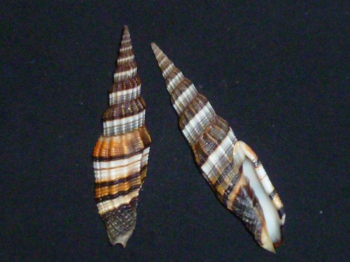 Vexillum citrinum (Gmelin, 1791) & Vexillum regina (Sowerby I, 1828) Vexill12