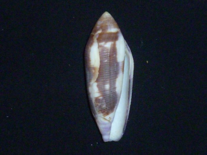 Conus (Virgiconus) violaceus    Gmelin, 1791 Violac10