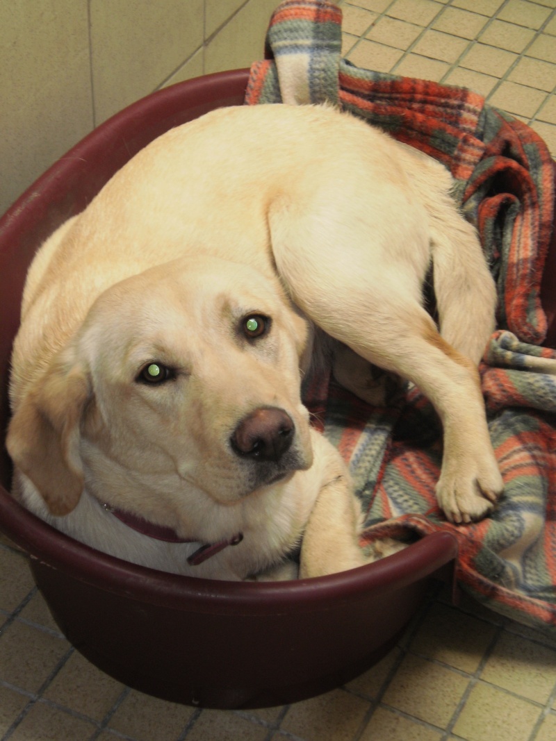 Une Labrador Sable de 18 mois Labsab10