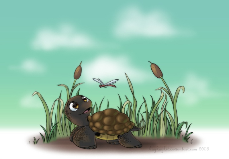 -Tortue-Lapin- Tortue10