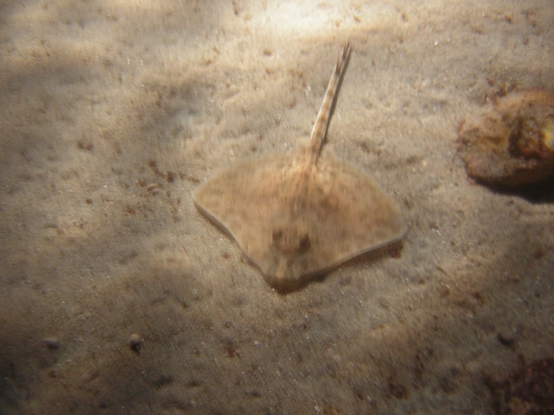 Notre visite à Nausicaa Dscn8315