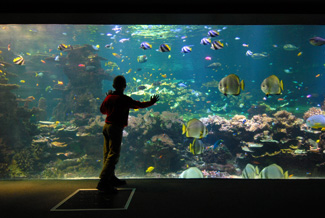 Notre visite à Nausicaa Visite10