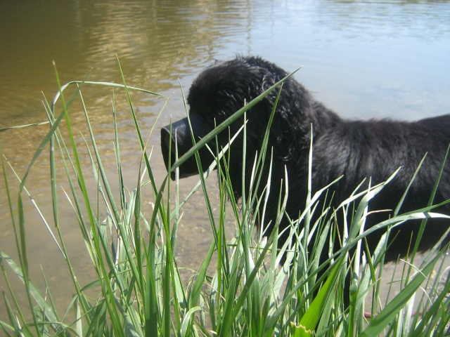 Sam Rottweiler à poils longs de 2 ans - Page 15 Balade17