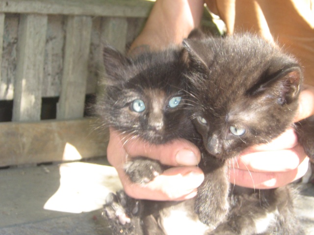 2 bébés chatons mère angora de 1 mois  Minou_14